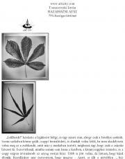 Kniha Hazahozni apát - Tomasovszki István