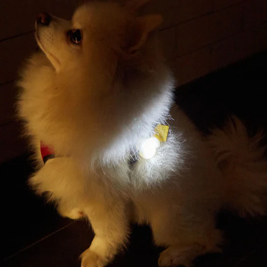 Kikkerland LED svietiaca menovka na obojok