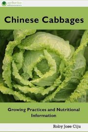 Chinese Cabbages - Jose Ciiju Roby