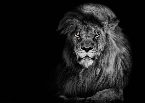 3D pohľadnica Lion Black&White