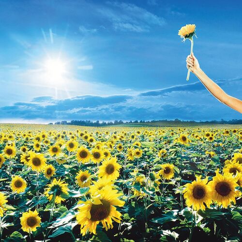 Kniha Stone Temple Pilots - Thank You 2LP