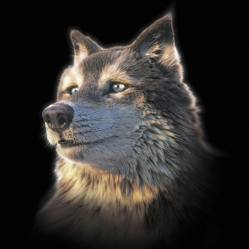 (D) 3D pohľadnica štvorec WOLF selfie (Vlk)