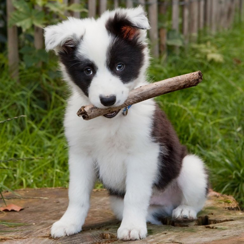 3D magnetka Border Collie (Border kólia)