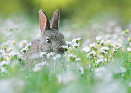 (B) 3D pohľadnica Flower Bunny