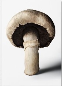 The Gourmands Mushroom. A Collection of Stories & Recipes