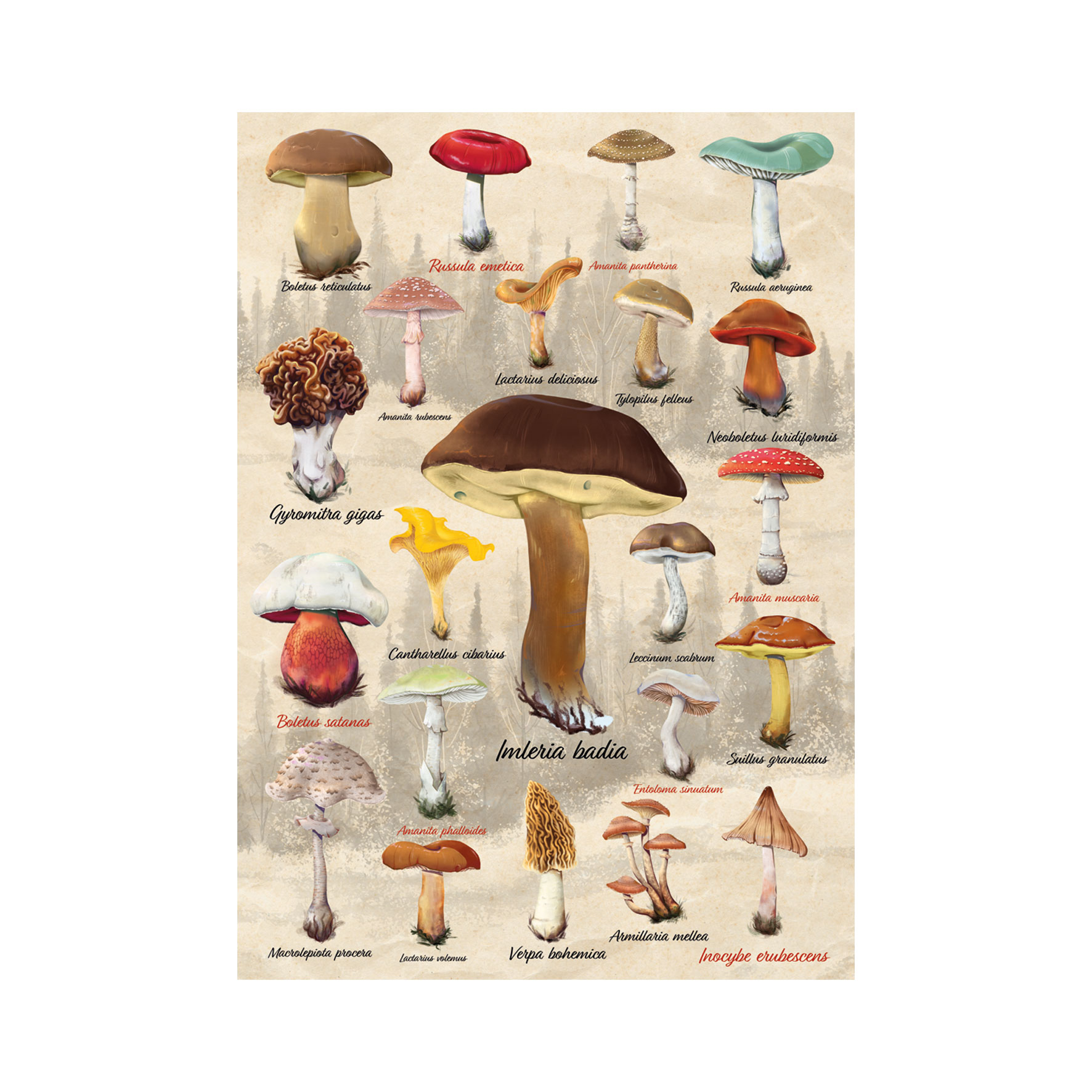 Puzzle Huby - koláž 1000 Dino