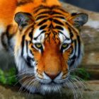 Pohľadnica Tiger vykladanie z diamantov