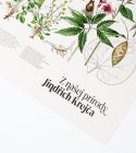 Plagát Rastliny Jindřich Krejča