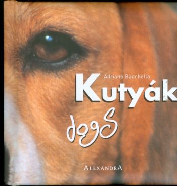 Kutyák / Dogs