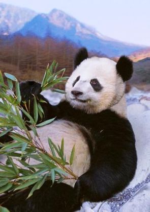 3D pohľadnica Panda
