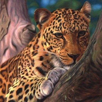 Leopard