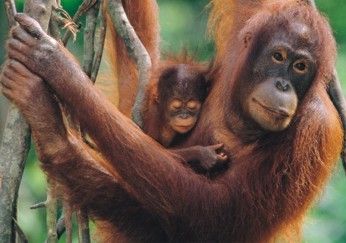 Orangutani