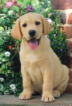 Labrador