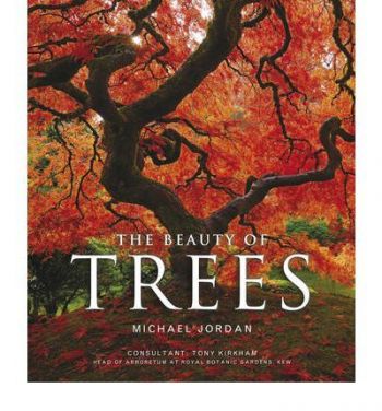 Beauty of Trees