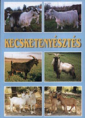 Kecsketenyésztés