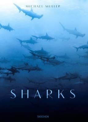 Sharks, Face-To-Face with the Ocean's Endangered Predator