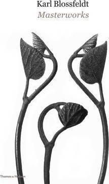 Karl Blossfeldt: Masterworks