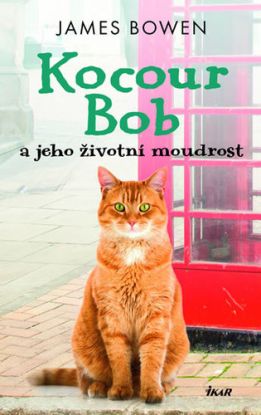 Kocour Bob