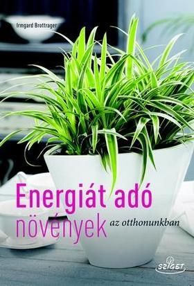 Energiát adó szobanövények