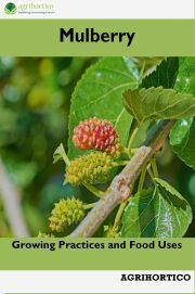 Mulberry