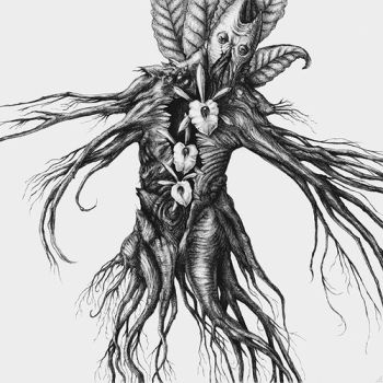 Mandragora