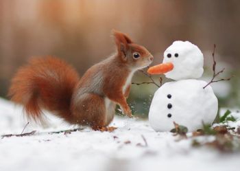 3D pohľadnica Squirrel & Snowman (Veverička a snehuliak)