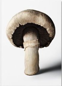 The Gourmands Mushroom. A Collection of Stories & Recipes