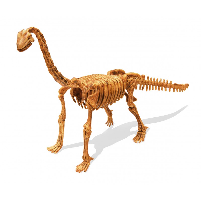 Výkop dinosaurov Brachiosaurus