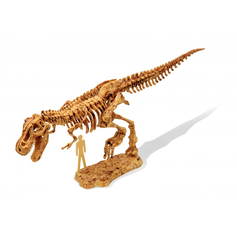 Výkop dinosaurov T-rex