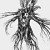 Mandragora